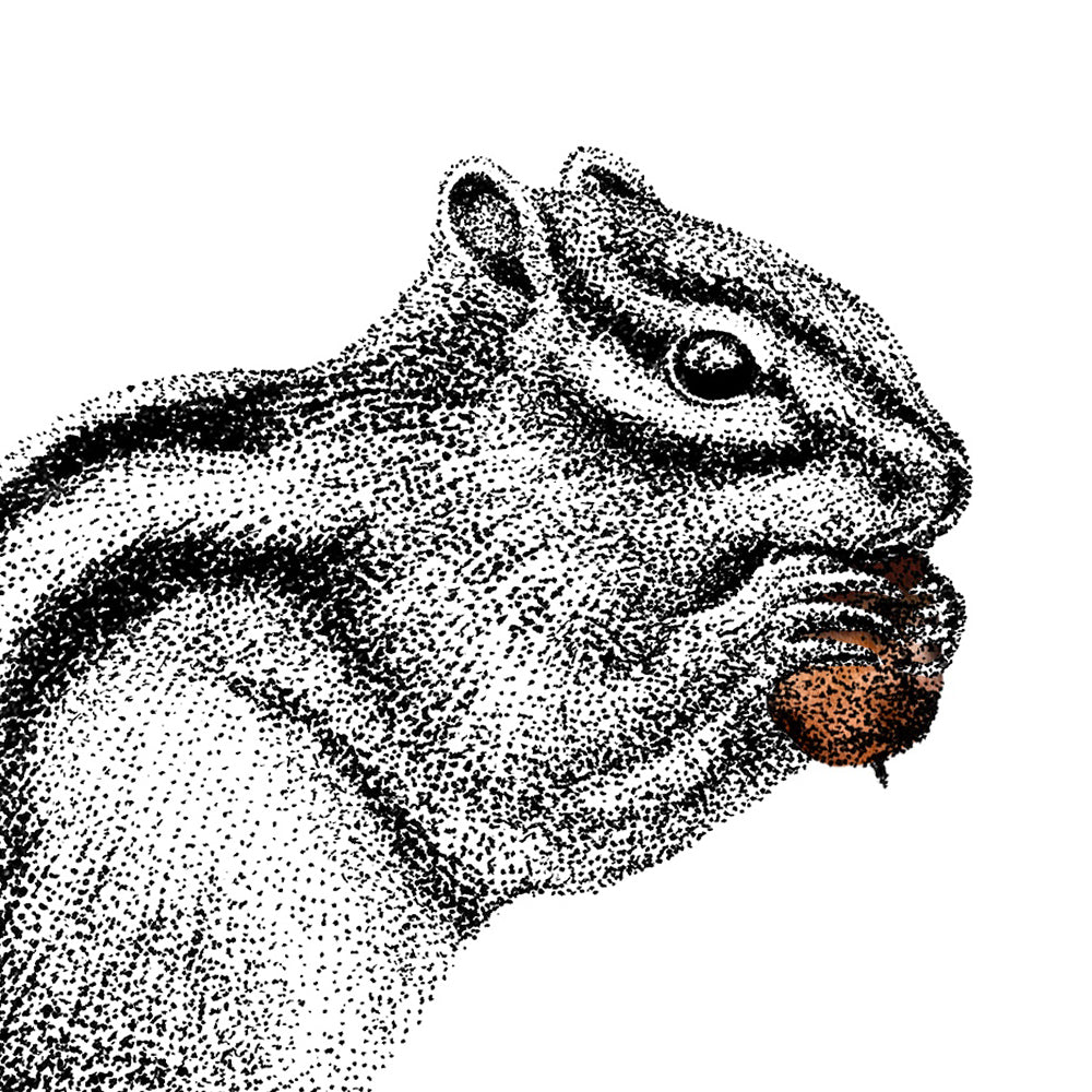 Streifenhörnchen Wandtattoo Set