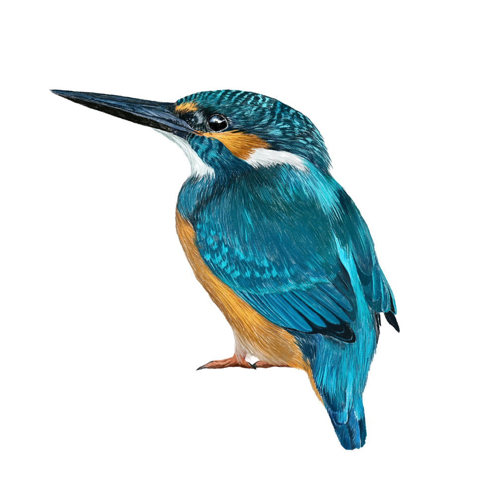 Wandtattoo „Eisvogel“ (farbig)