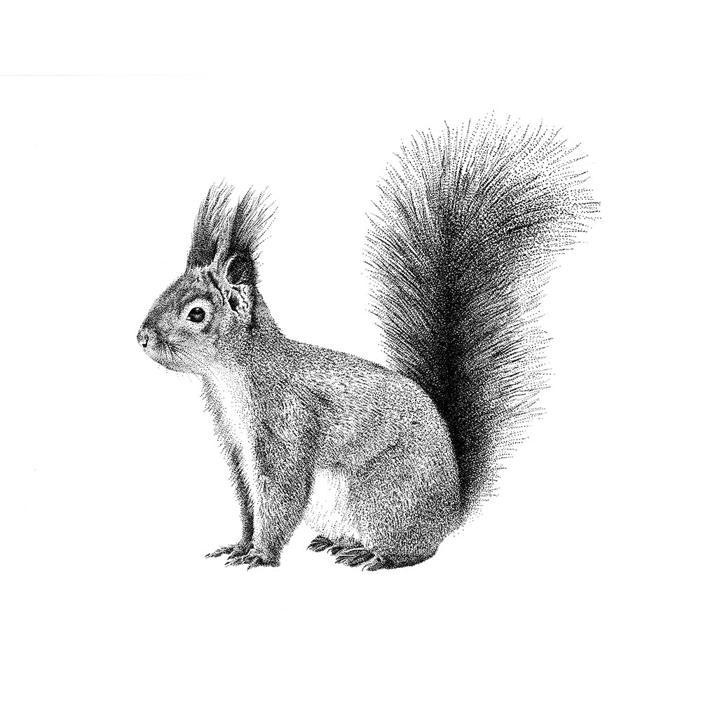 Wandtattoo Eichhörnchen