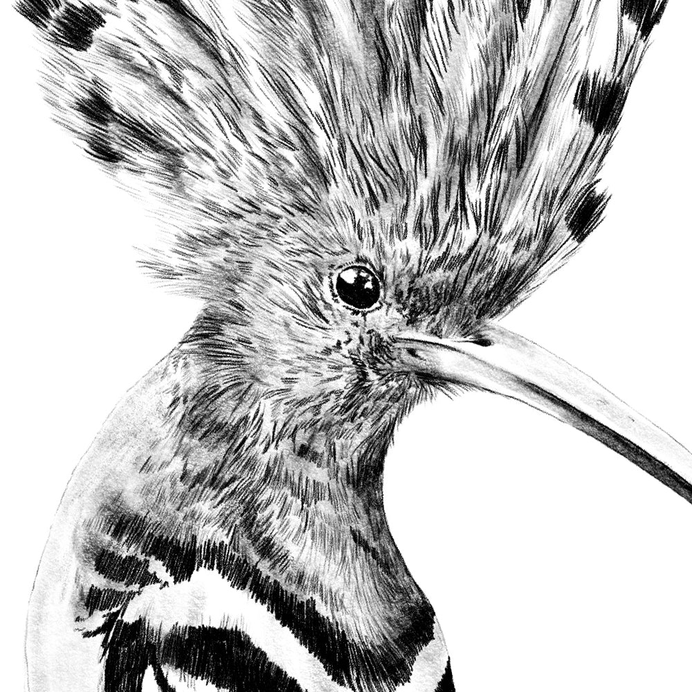 Wandtattoo Wiedehopf