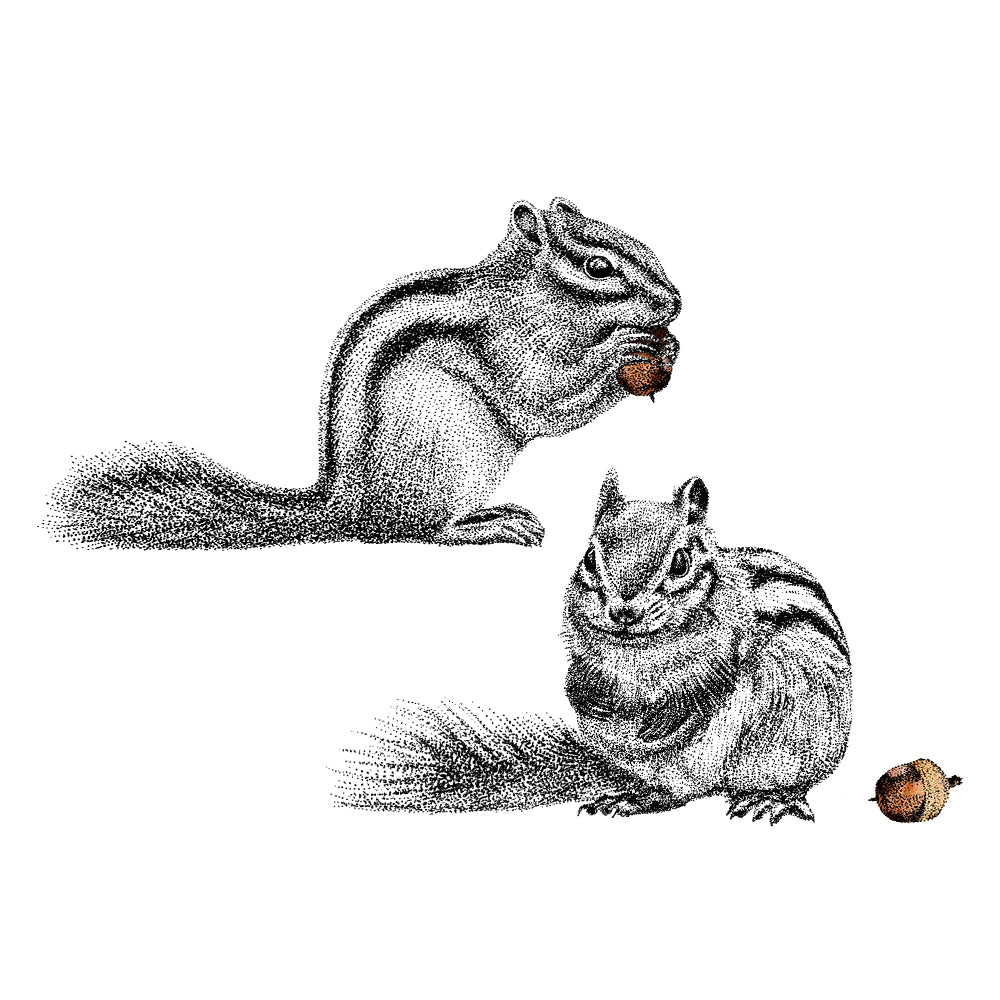 Chipmunk wall sticker set