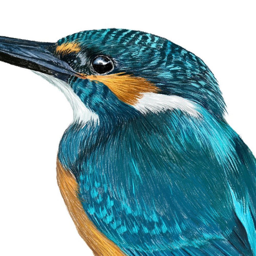 Kingfisher wall sticker (colour)