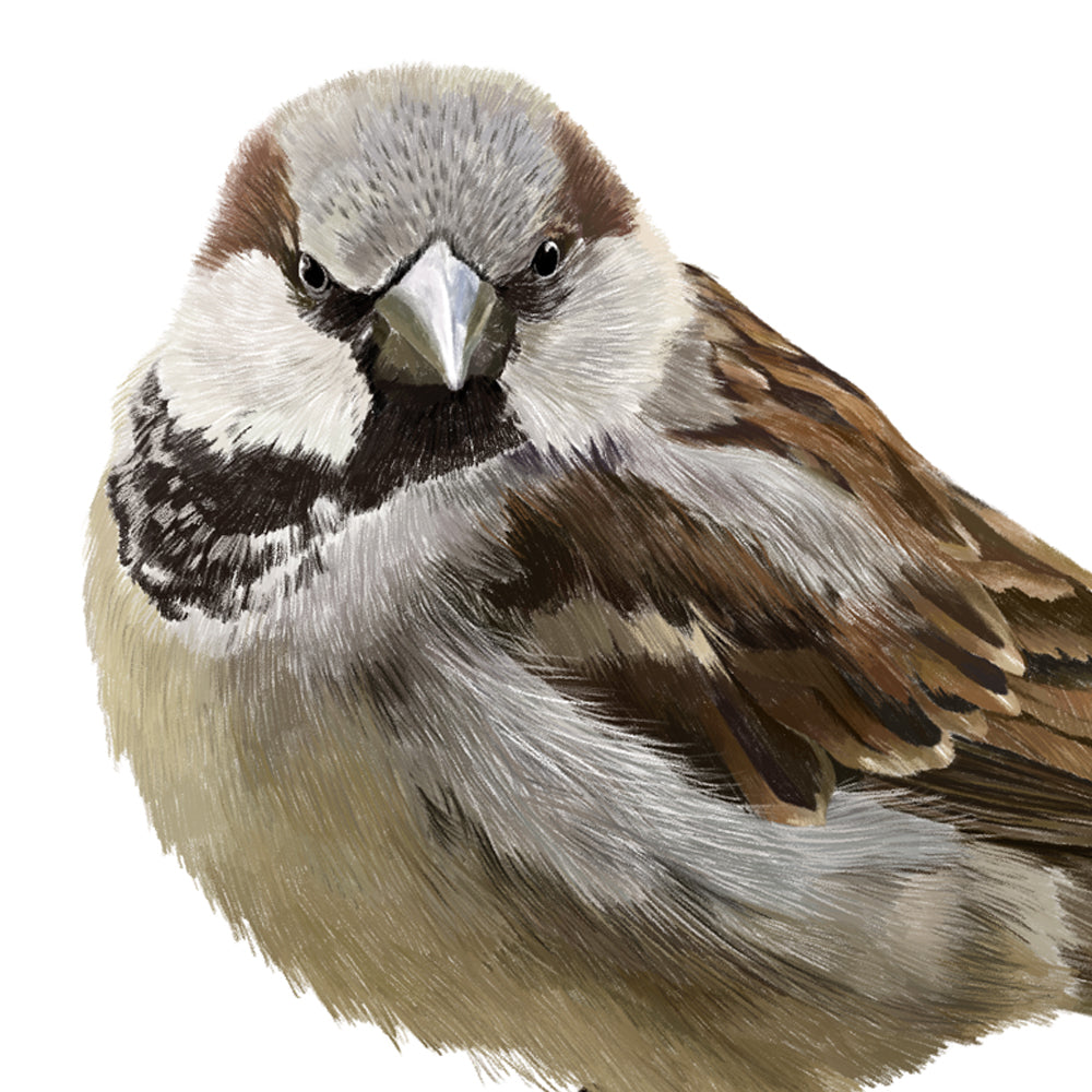 Wall peg sparrow (colour)