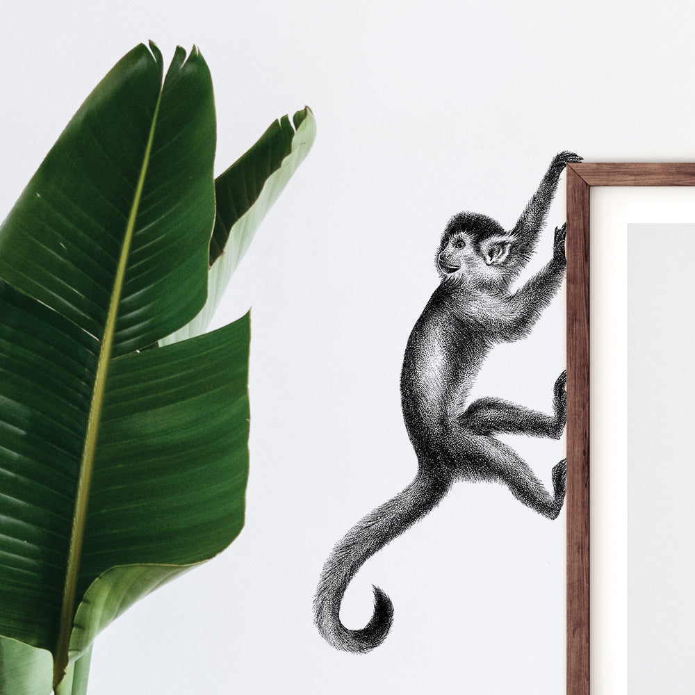 Monkey wall sticker