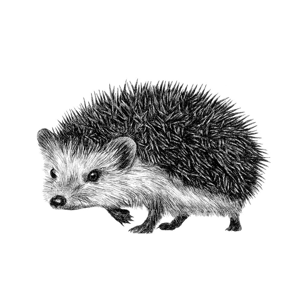 Hedgehog wall sticker