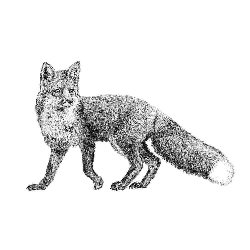 Red fox wall sticker