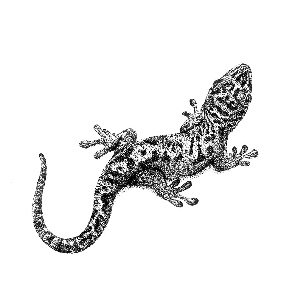 Gecko Wandtattoo