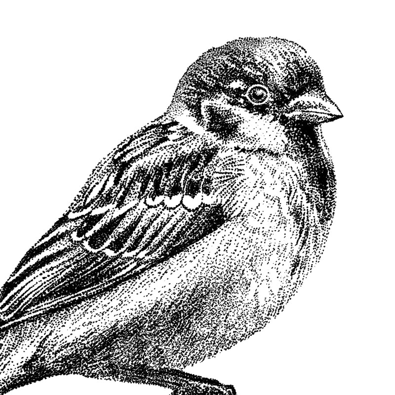 Wall peg sparrow