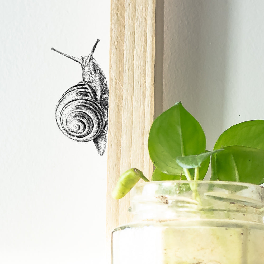 Garden snail wall sticker