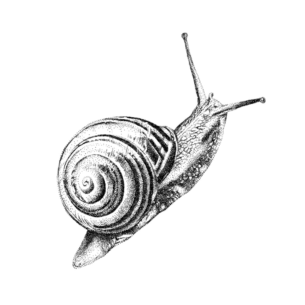 Garden snail wall sticker