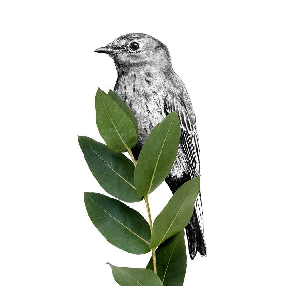 Spotted flycatcher wall sticker