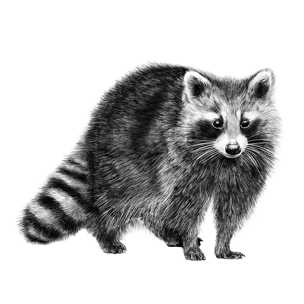 Raccoon wall sticker